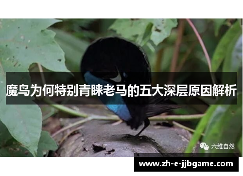魔鸟为何特别青睐老马的五大深层原因解析 魔鸟为何特别青睐老马的五大深层原因解析